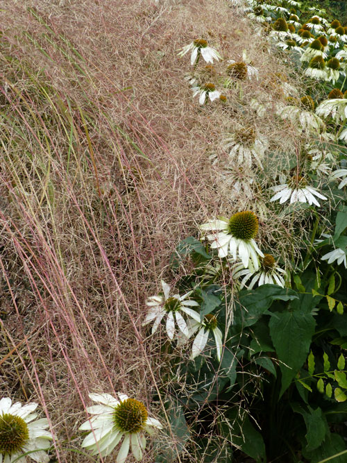 Judi Castille White Rudbeckia