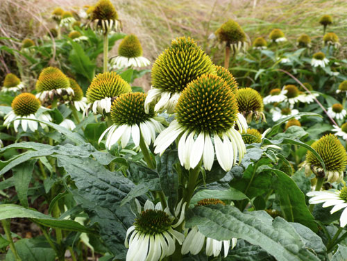 Judi castille White Rudbeckia