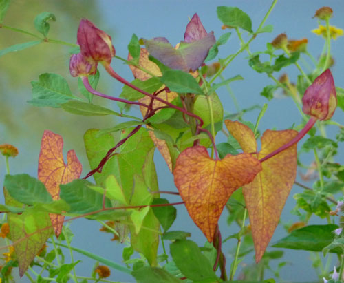 Judi Castille photography - Ivy-colour-burst500