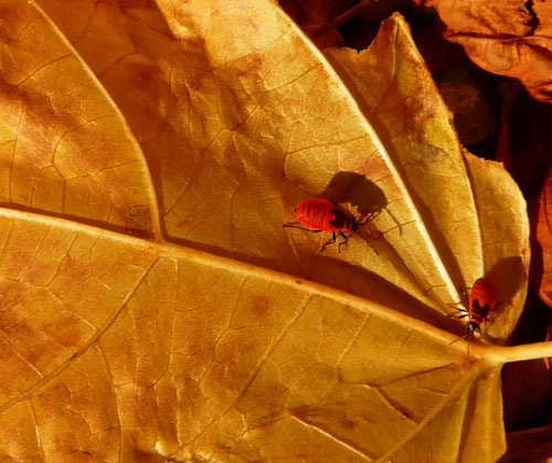 Judi Castille photography - Leaf-bugs500