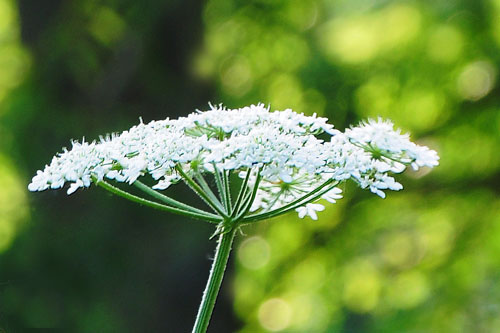Judi Castille photography - Sunburst-flowerhead500