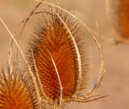 Judi Castille photography - Teezles500