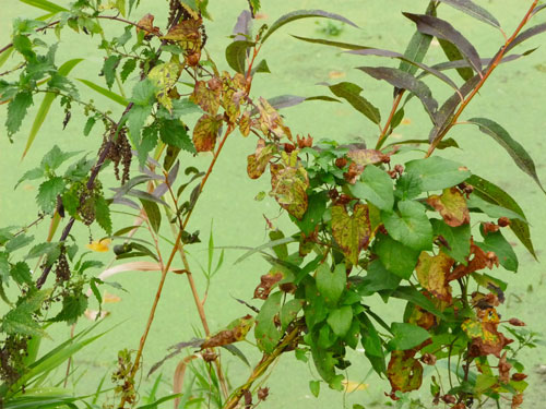 Judi Castille photography - Wildweeds500