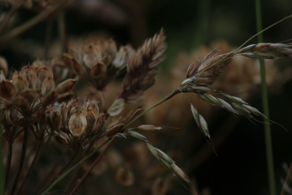 Judi Castille Evening light