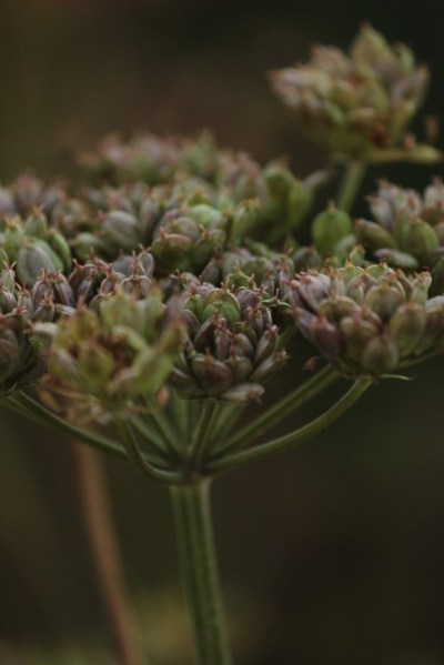Judi Castille Late summer colour