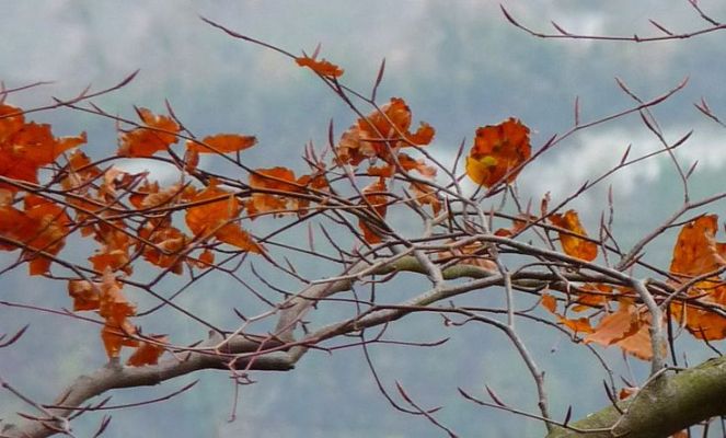Fall before the freeze Judi Castille