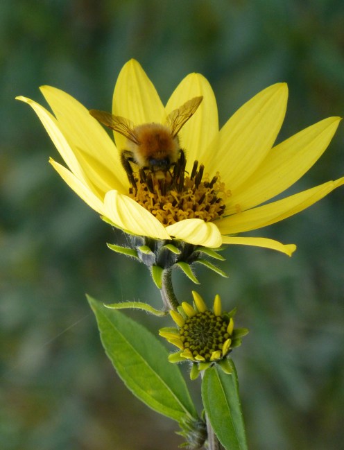 Judi Castille Common carder pollinating