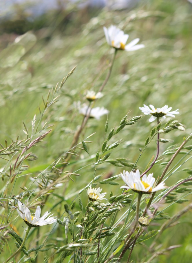 Judi Castille daisy fields