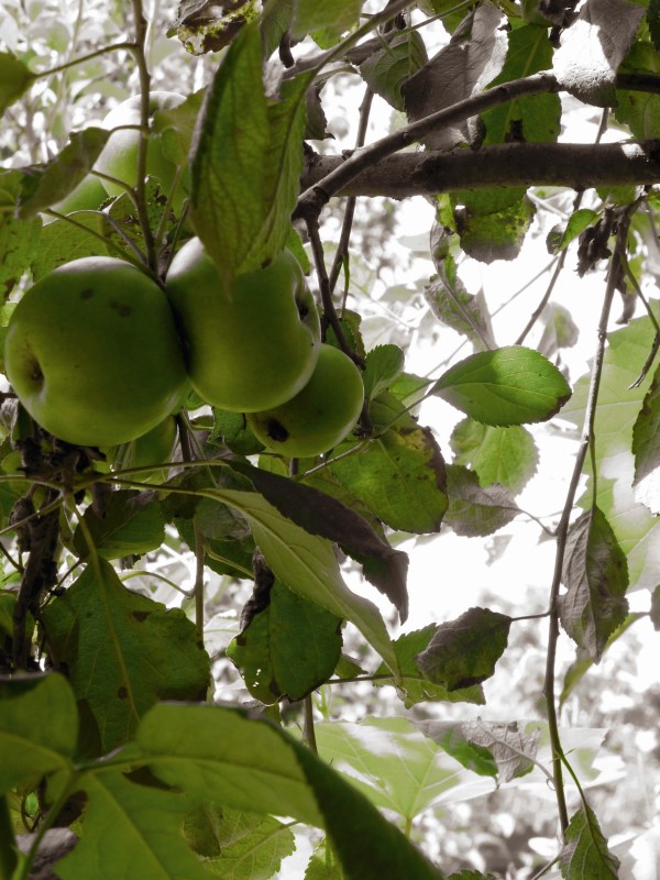 Judi Castille Apple Orchard