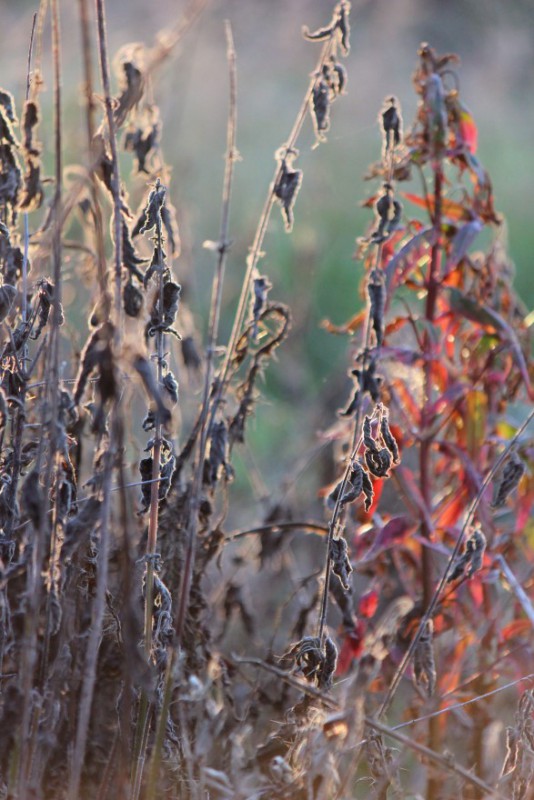 Judi Castille wild stinging nettles