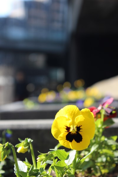 Judi Castille Barbican