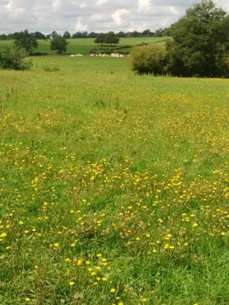 Judi castille wild buttercup flower meadows in France