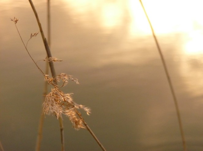 Judi Castille Bullrush