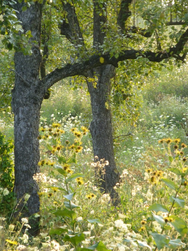 Judi Castille Carpathian Summer