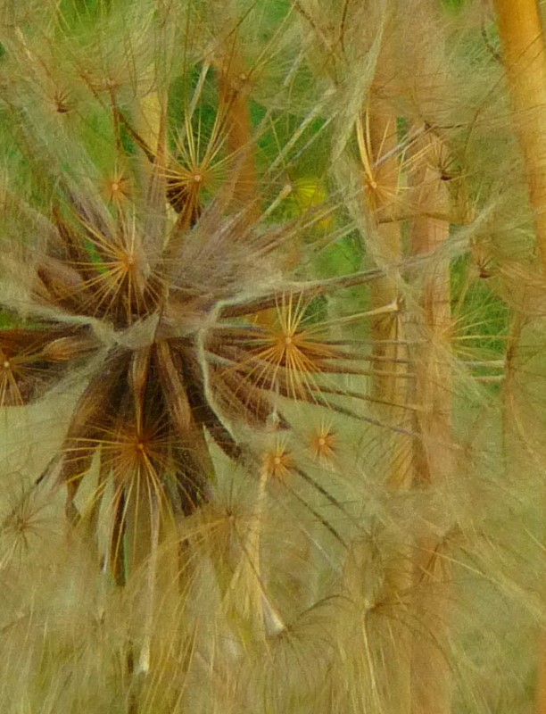 Judi Castille Clockhead