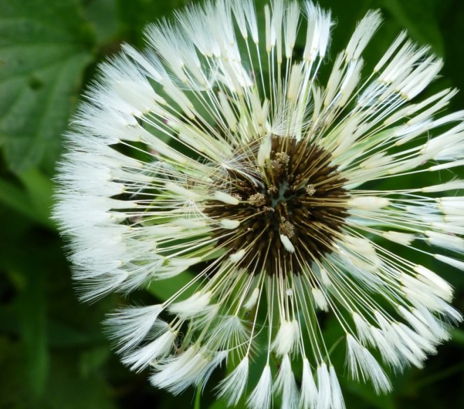 Judi Castille Dandelion fronds