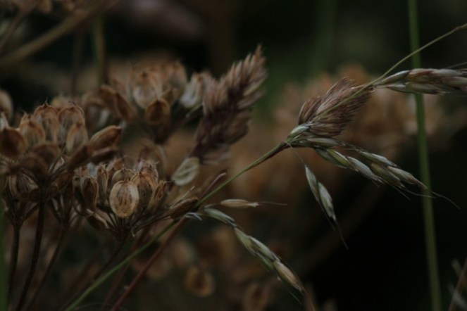 Judi Castille Evening light