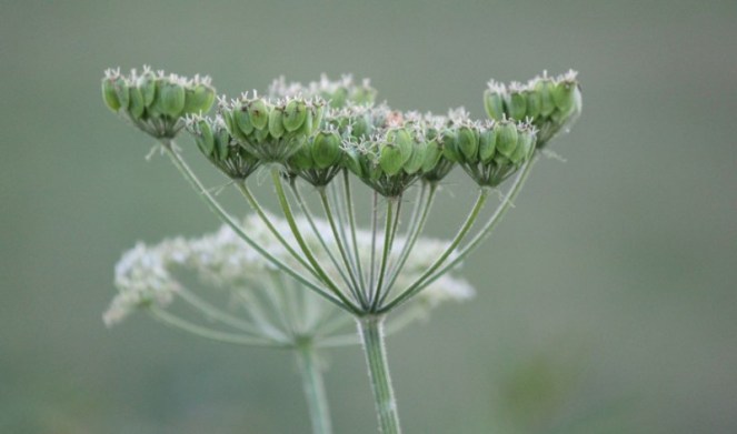Judi Castille Flower Heads
