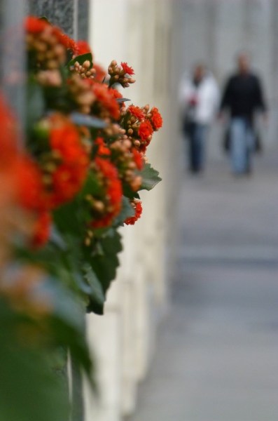 Judi Castille Flowers in the City