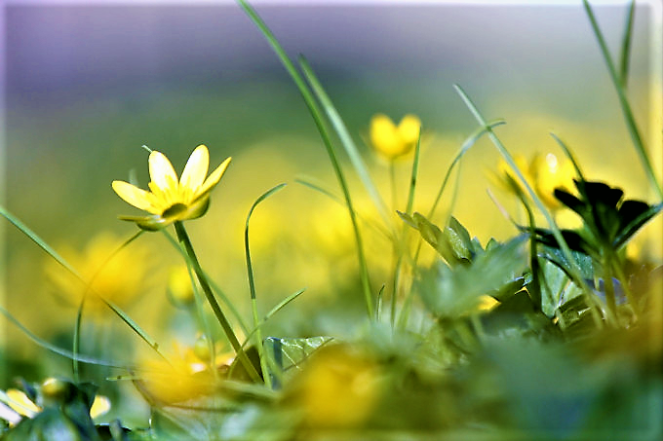 judi-castille-french-butter-cups