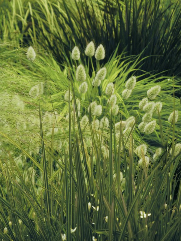 Judi Castille Green Green Grass