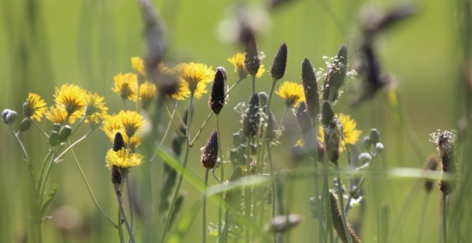 Judi Castille Greenwich Park