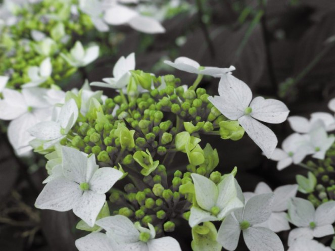 Judi Castille Grey and Green