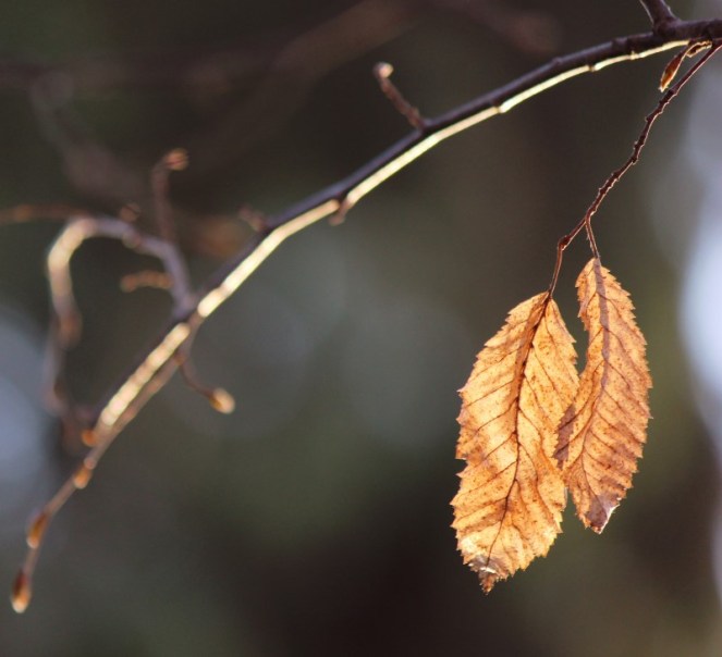 Judi Castille Hanging on