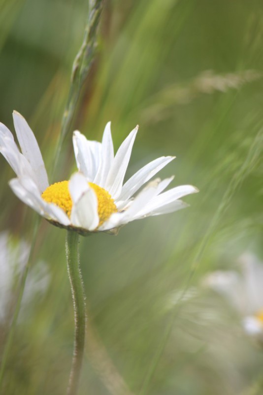 Judi Castille Wild daisy