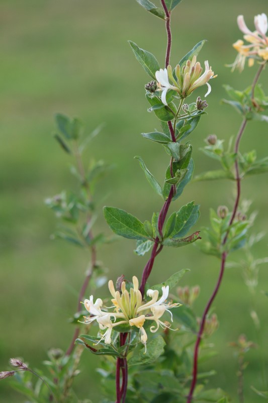 Judi Castille Honeysuckle hedgerow