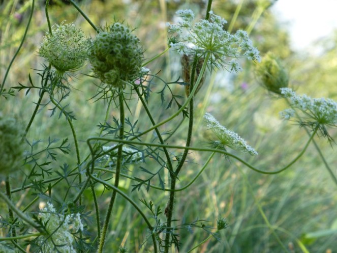 Judi Castille In the orchard