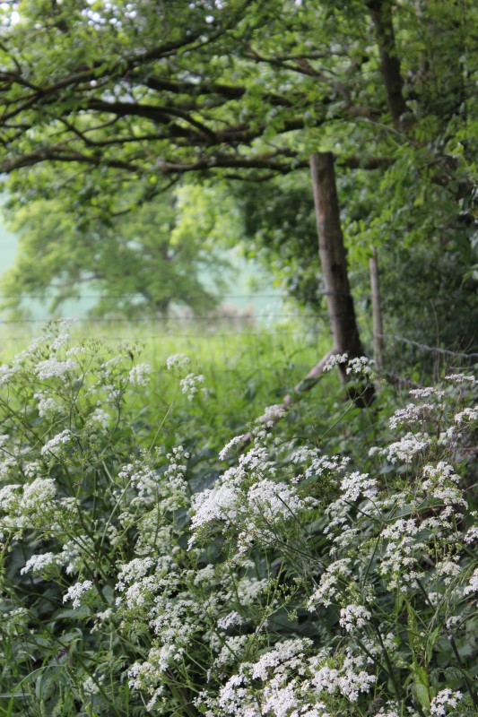 Judi Castille Kent Country lane