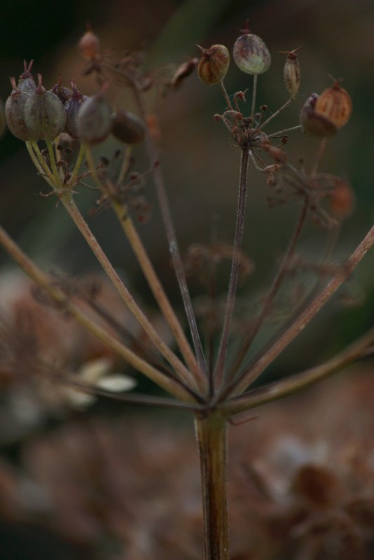 Judi Castille Late Summer sead head