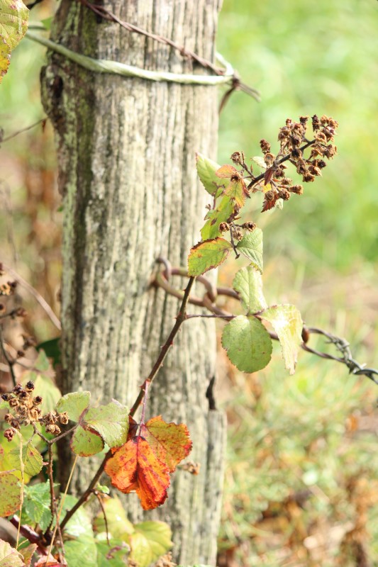 Judi Castille Meadow edge