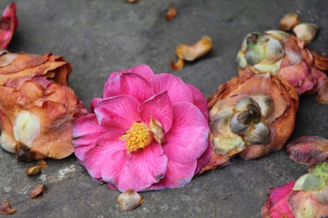 Judi Castille Petal pink