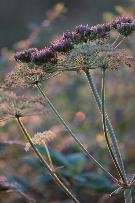 Judi Castille Purple