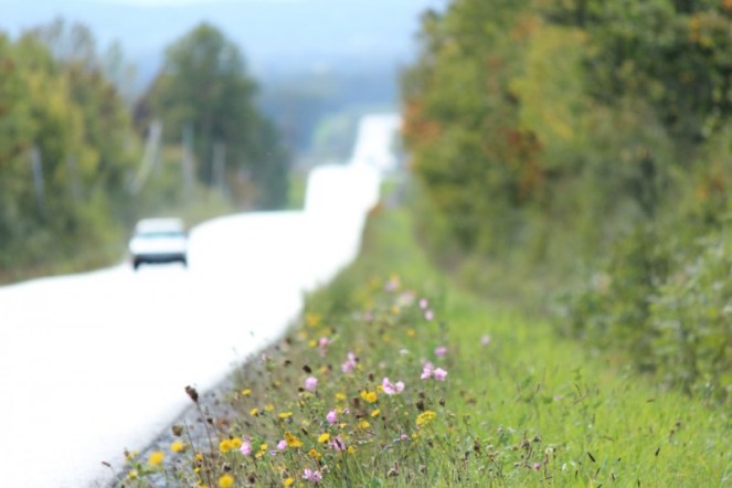 Judi Castille Roadside wildflowers