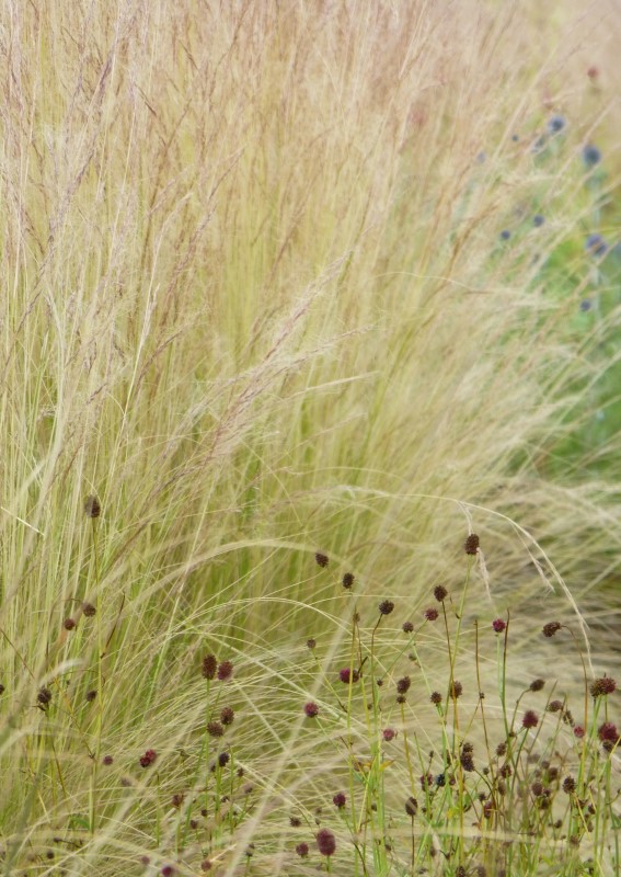 Judi Castille Ruby Grass