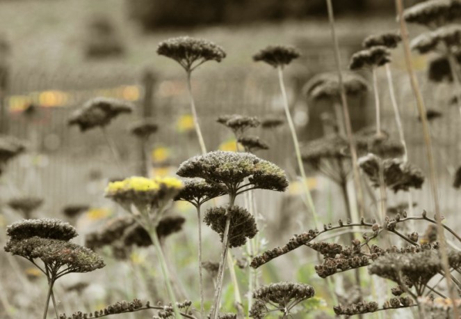 Judi Castille Seedheads