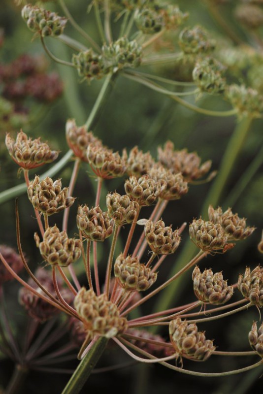 Judi Castille Summer tones