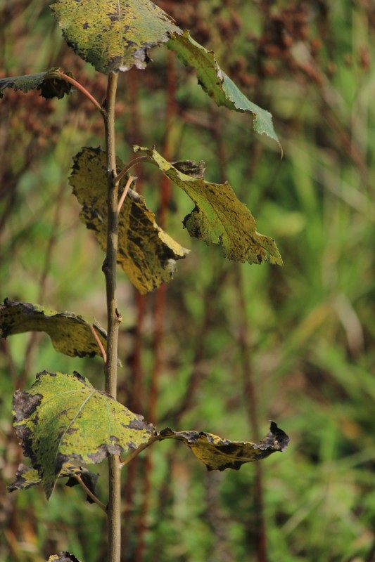 Judi castille Summers Over