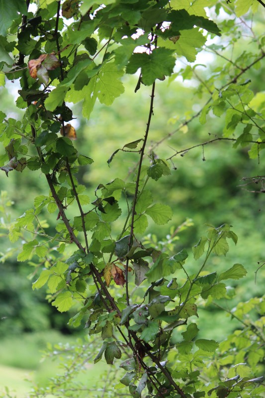 Judi Castille Tangled