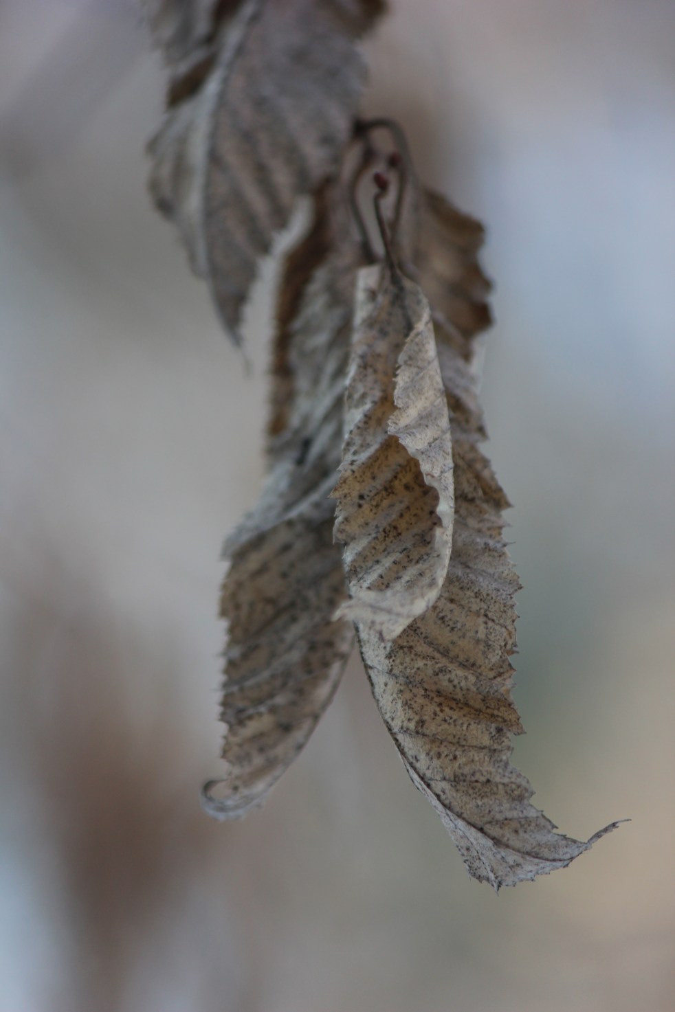 Judi Castille Winter leaves