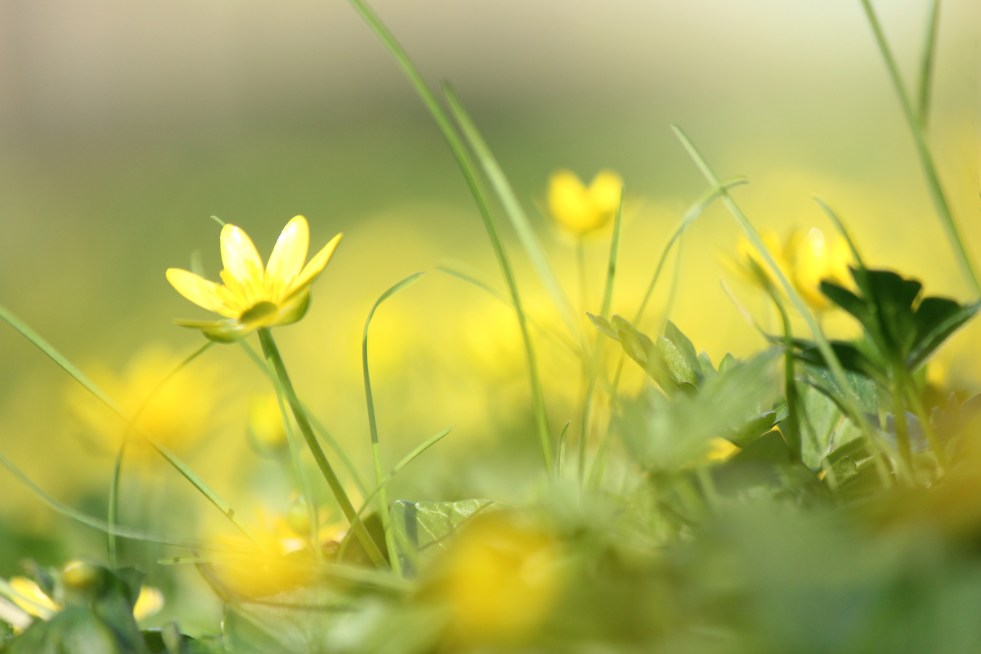 Judi Castille Buttercups
