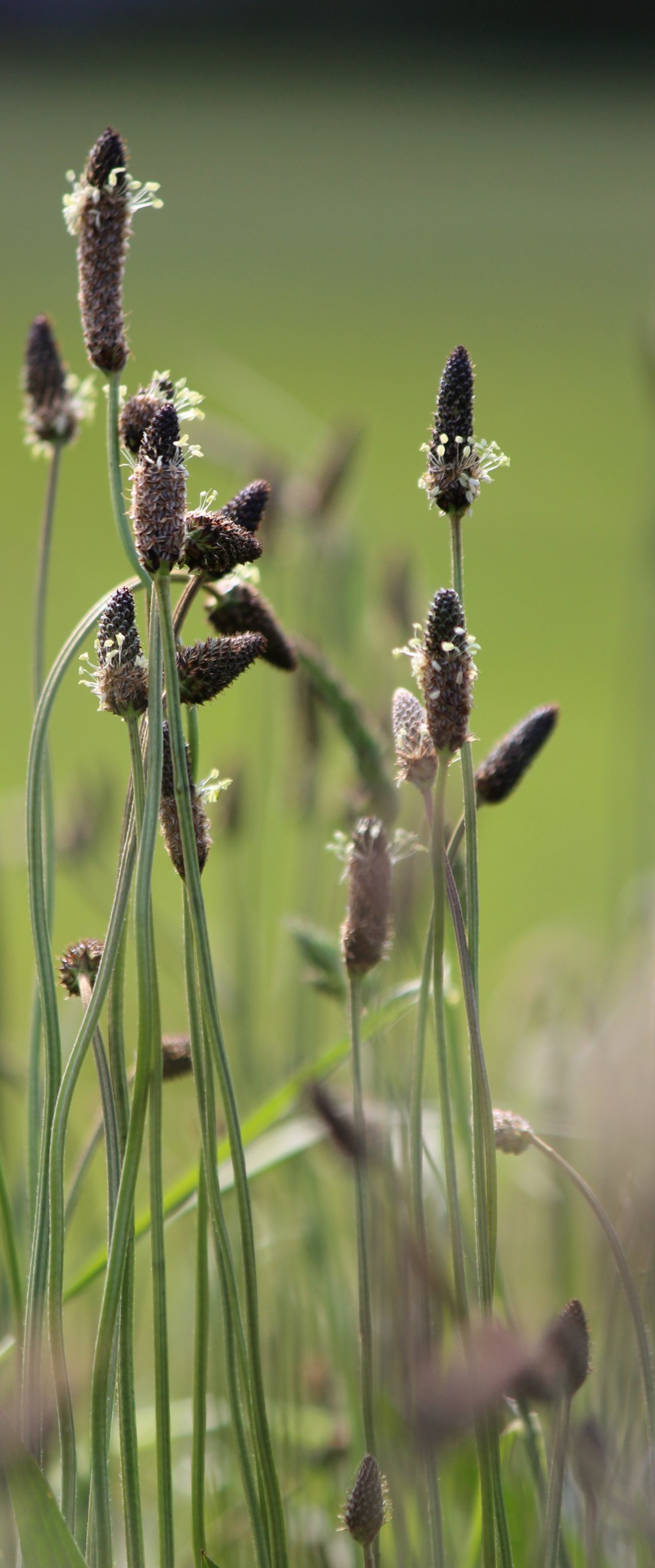 Judi Castille Grasses in Greenwich Park