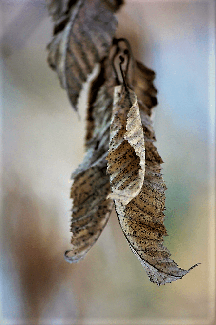 last-leaves-in-winter