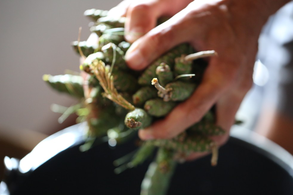 Raw pine for Ion Pine Cone Bud Syrup