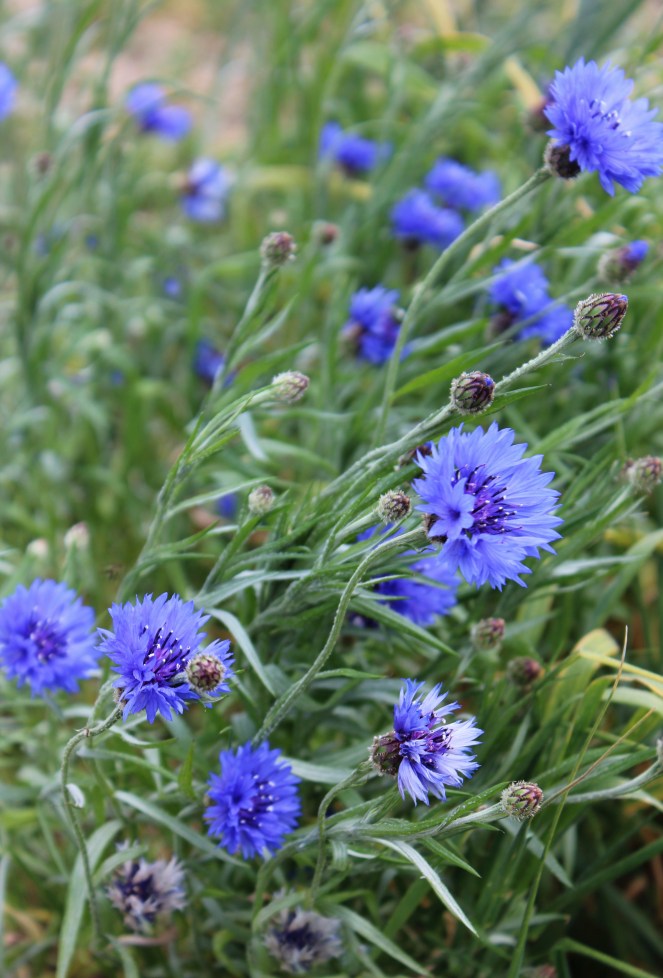 Blue cornflowers