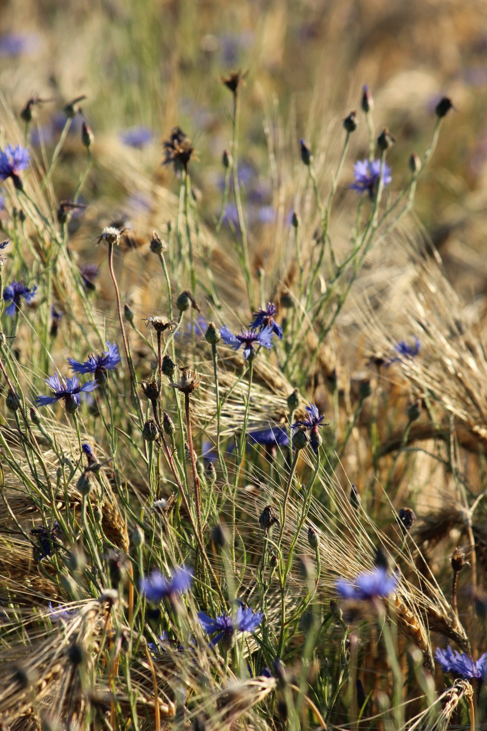 Judi Castille Blue Cornflowers in wheat
