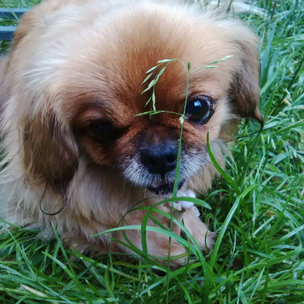 Judi Castille Sousa dog with bone